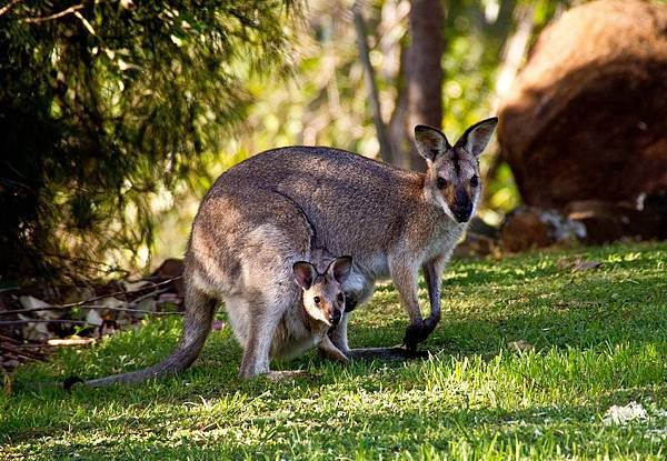 wallabies-411548_1920