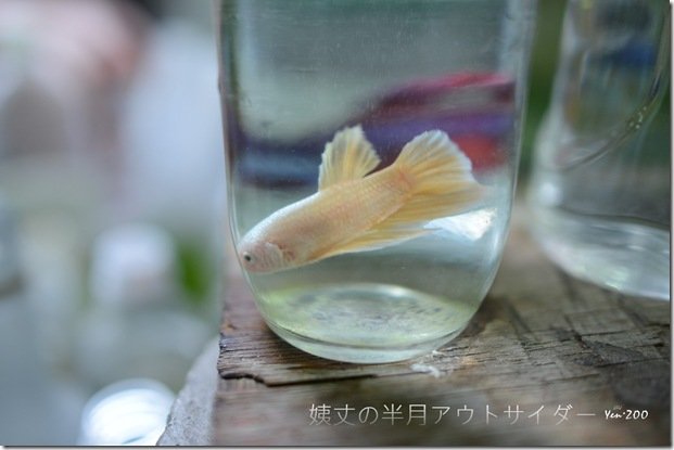 z_DSC_5031