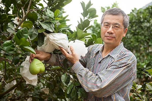 文旦柚-採柚子-八里文旦青山果園文旦禮盒一級棒