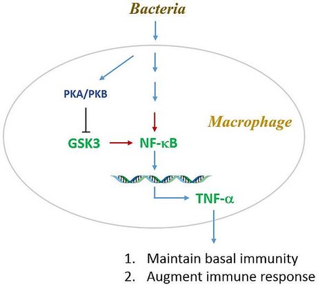 Basal immunity tnf alpha