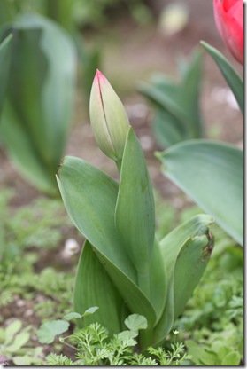 Tulip 172