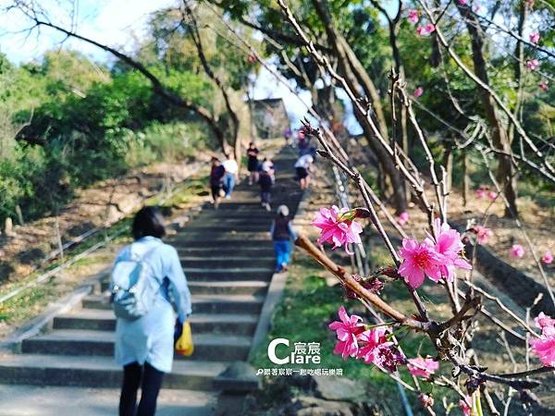 1080210🌸原臺南水道-淨水池區_近200層階梯，兩旁櫻花樹.jpg