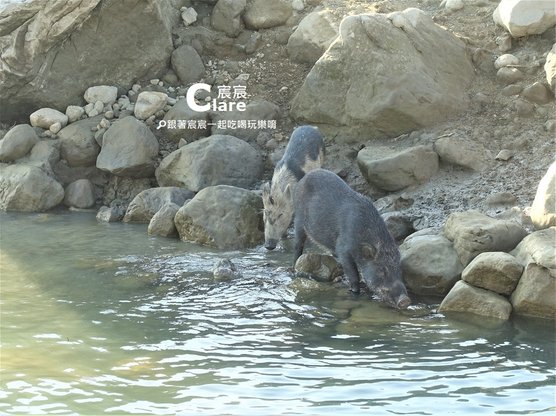 曾文水庫搭船秘境山豬島16-台南嘉義一日遊景點推薦.JPG