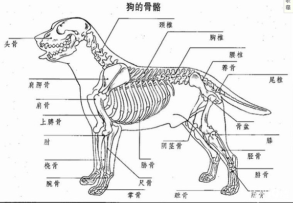 寵物家庭Pet Family-骨關心_成犬必備，貓咪可以兼顧