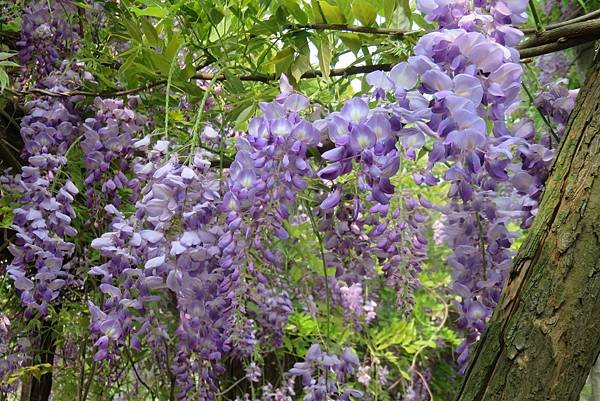 2018大湖公園紫藤花