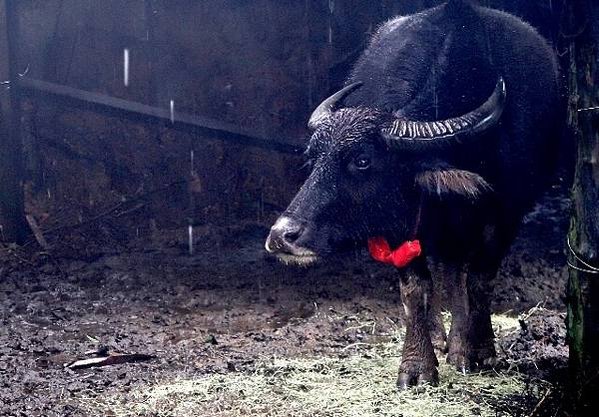 「水牛精神」水牛伯沒架子髒兮兮挖水溝 網友感動淚推/「雖敗猶