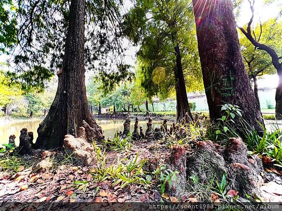 ＊【台南開箱】超酷的城市森林「巴克禮紀念公園」荒野公園，你我