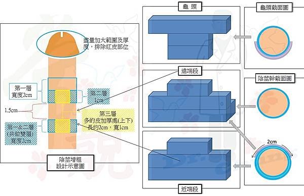 陰莖幹截面示意圖.jpg