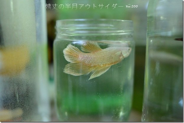 z_DSC_5077_1