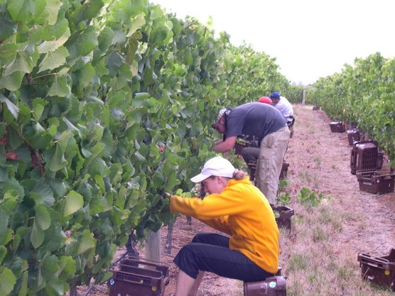 Hand Picking Chardonnay.jpg