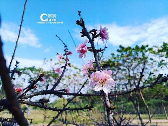 1080210🌸原臺南水道-淨水池區_櫻花樹.jpg