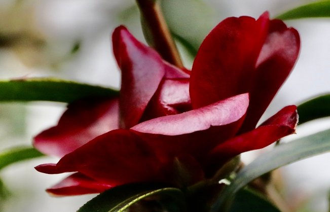 茶花 台北茶花展 花卉試驗中心 陽明山