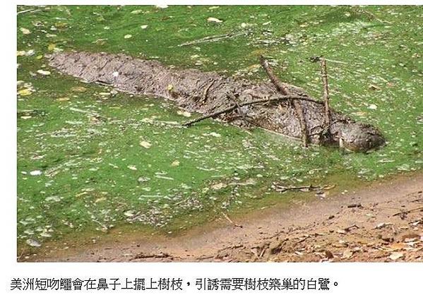 黑猩猩文化行為-越來越笨/地球上最聰明的15種動物昆蟲/黑猩