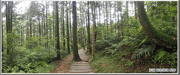 東眼山國家森林遊樂區