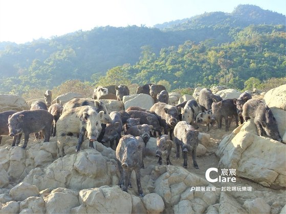 曾文水庫搭船秘境山豬島13-台南嘉義一日遊景點推薦.JPG