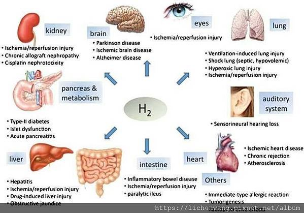 氫對各器官的幫助