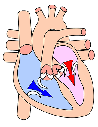 504px-Heart_diasystole.svg.png