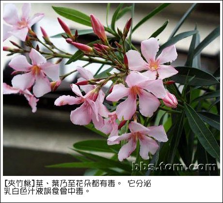 夾竹桃.bmp