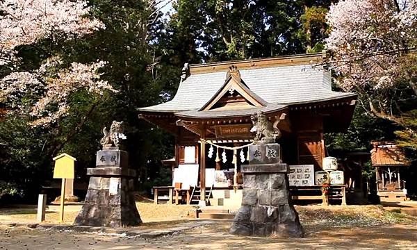 花現茨城  櫻川  磯部稻村神社  日立櫻花祭  龍崎般若院