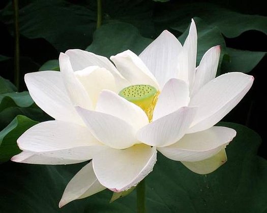 Big white Lotus Flower photo