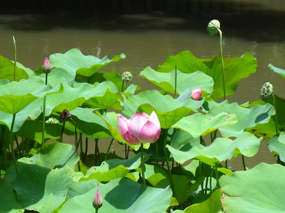 餘孽