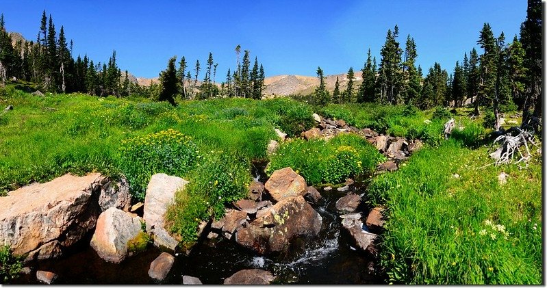 Wildflowers blooming at Clayton Lake outlet (3)