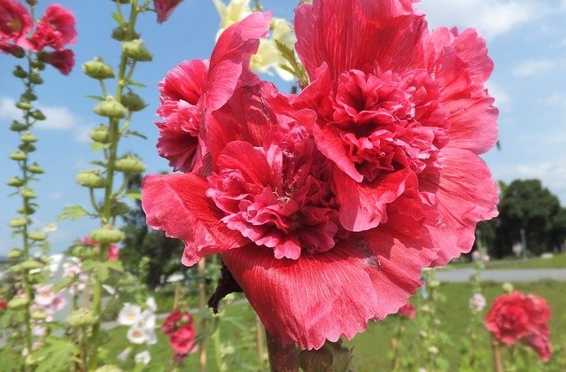 蜀葵(圓山花博公園) (10)