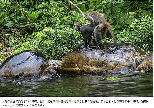 台灣獼猴仍被列入野生動物保育法三級保育類動物，若濫殺、濫捕可