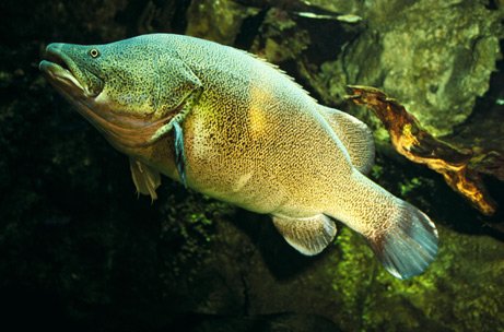 墨西哥巨型怪獸魚 :　墨西哥海灘驚現巨型「怪獸魚」　馬臉、帶狀身軀嚇壞眾人