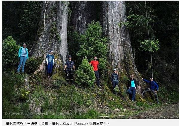 台灣杉三姊妹-70公尺高「撞到月亮的樹」台灣杉巨木「桃山神木