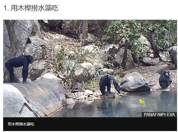 黑猩猩文化行為-越來越笨/地球上最聰明的15種動物昆蟲/黑猩