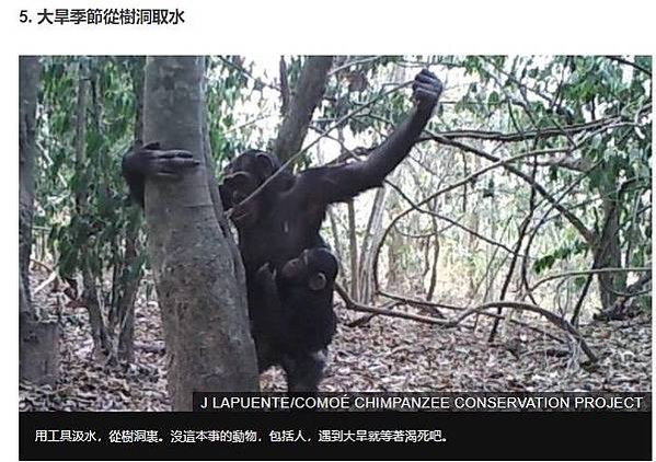 黑猩猩文化行為-越來越笨/地球上最聰明的15種動物昆蟲/黑猩