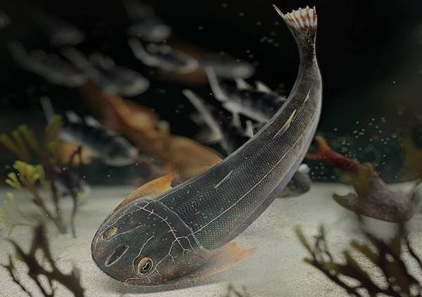 “從魚到人”演化“雙叉苗家魚”化石 已滅絕近4.36億年在重