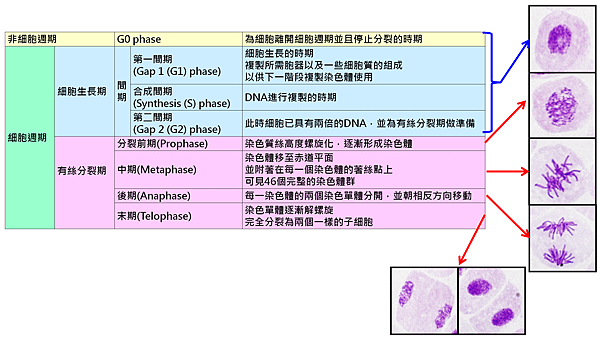 細胞週期表格.png