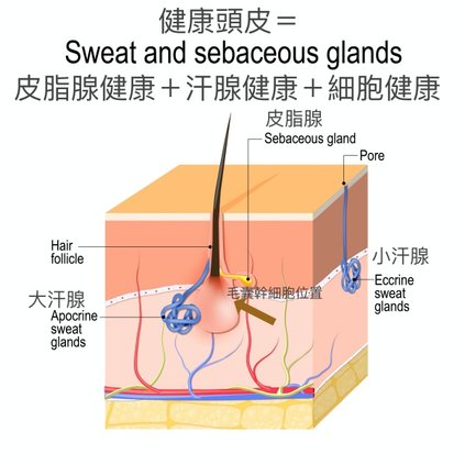 頭皮健康.jpg