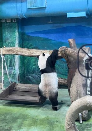 🐼台北市立木柵動物園與圓圓、圓仔近距離相遇