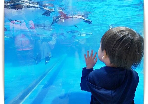 首水族館