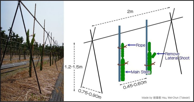 圖-A型排架式整枝_英文.jpg