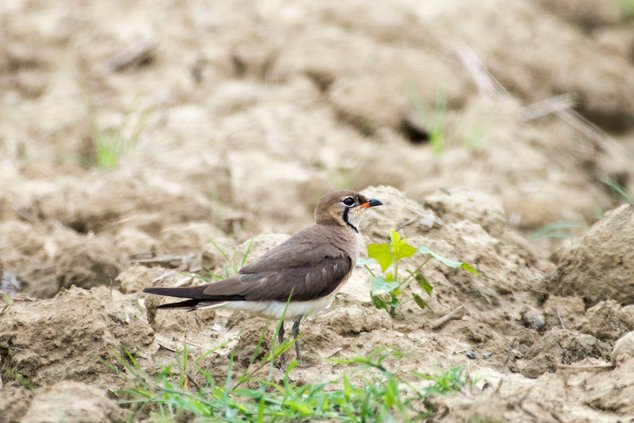 DSC_2851.JPG