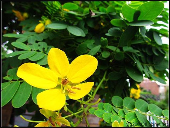 黃槐花 
