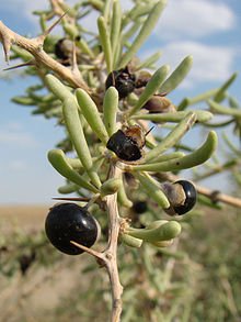 220px-Lycium_ruthenicum_Baikonur_01