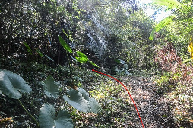 內灣山登山山徑岔路 (1)