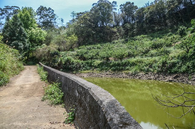 二確山鹿寮坑濕地農場內產道 (2)