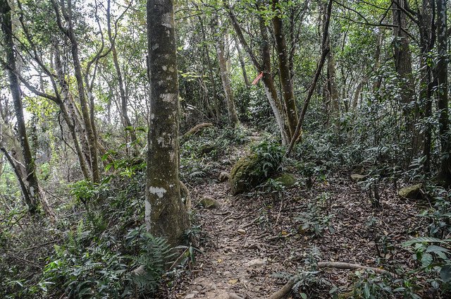 南何山登山山徑 (3)