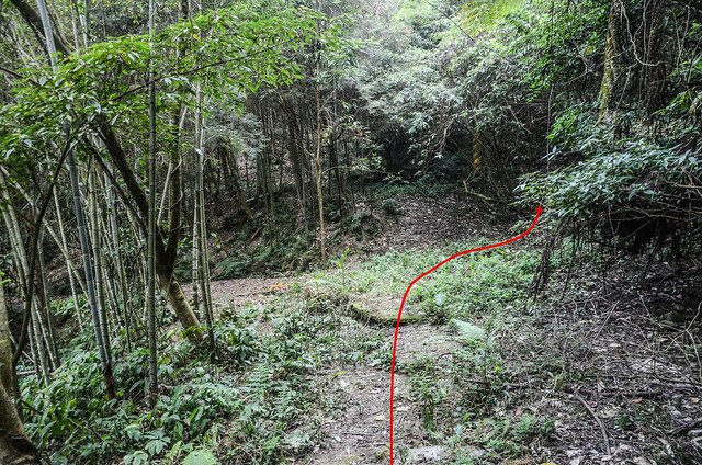 小大寮山登山廢產道岔路