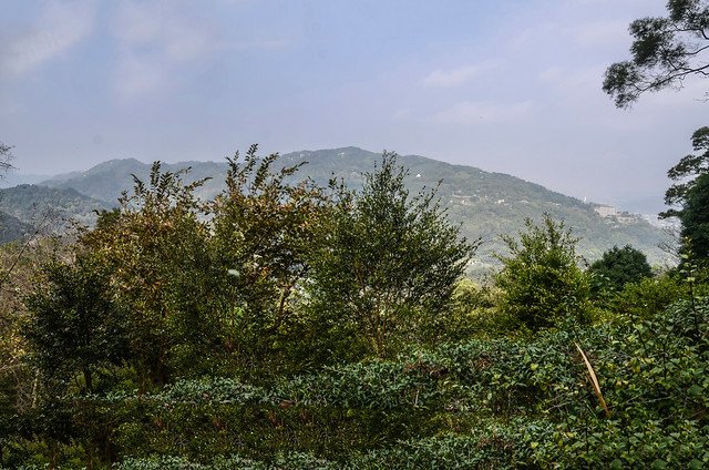 小大寮山開墾地西北望大山背山