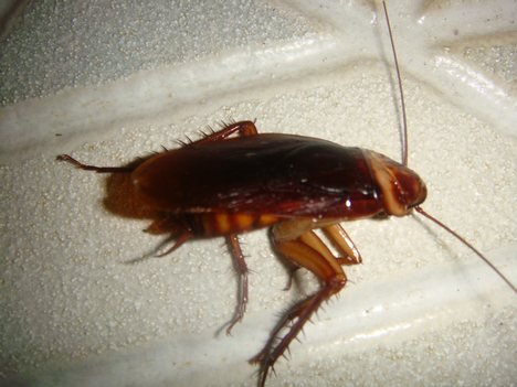 Cockroaches2