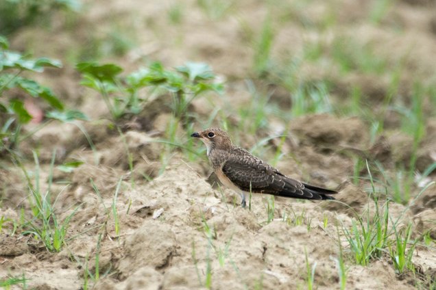 DSC_2855.JPG