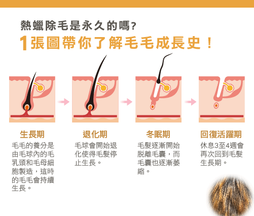 除毛週期