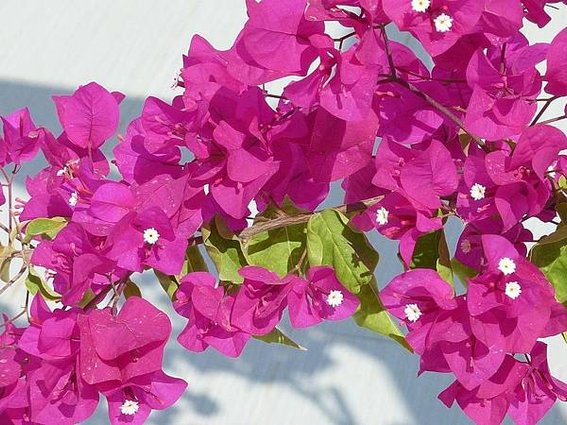 bougainvillaea-1222274_1280.jpg